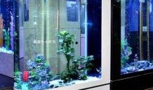 德国鱼缸爆料视频大全,揭秘水族世界精彩瞬间