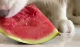 网红狗子吃瓜视频,萌态十足引网友热议