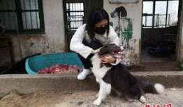 爆料救助流浪动物视频大全