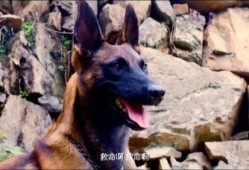 战犬 在线观看,忠诚守护，生死较量