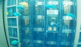 德国鱼缸爆料视频大全,揭秘水族世界精彩瞬间