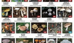 热点爆料采蘑菇视频,揭秘采蘑菇视频背后的热点事件