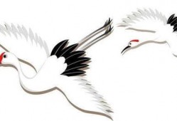 爆料仙鹤特效视频下载免费